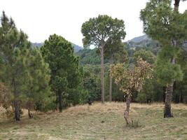 Forest background. Dark forest nature view photo