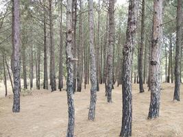 Forest background. Dark forest nature view photo