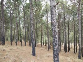 bosque antecedentes. oscuro bosque naturaleza ver foto