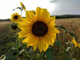 Sunflower cultivation at sunrise in field photo