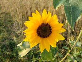 Sunflower cultivation at sunrise in field photo