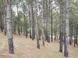 Forest background. Dark forest nature view photo