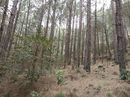 Forest background. Dark forest nature view photo