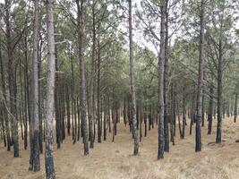 Forest background. Dark forest nature view photo