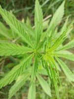 marijuana leaf, cannabis hemp leaf outdoors photo