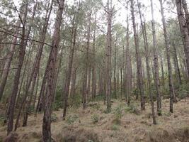 Forest background. Dark forest nature view photo