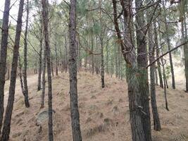 Forest background. Dark forest nature view photo