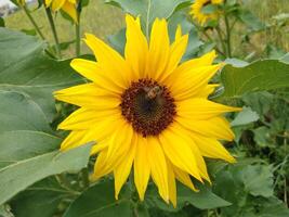 hermosa girasol en un soleado día con un natural antecedentes. selectivo atención foto