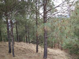 Forest background. Dark forest nature view photo