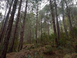 Forest background. Dark forest nature view photo