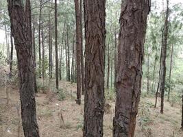 Forest background. Dark forest nature view photo