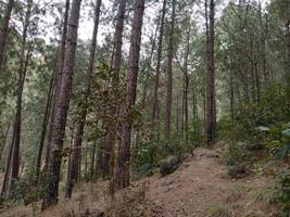 Forest background. Dark forest nature view photo