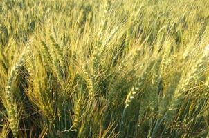 Wheat field, close up shot of wheat farm photo