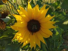 Close-up yellow sunflower in full bloom on sunny summer photo