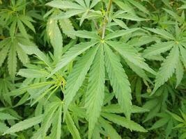 marijuana leaf, cannabis hemp leaf outdoors photo