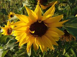 de cerca amarillo girasol en lleno floración en soleado verano foto