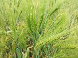 Wheat field, close up shot of wheat farm photo