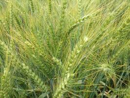 Wheat field, close up shot of wheat farm photo