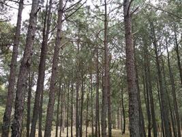 Forest background. Dark forest nature view photo