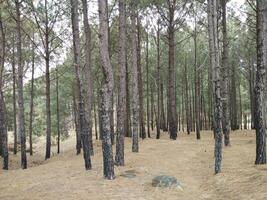 bosque antecedentes. oscuro bosque naturaleza ver foto