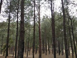 bosque antecedentes. oscuro bosque naturaleza ver foto