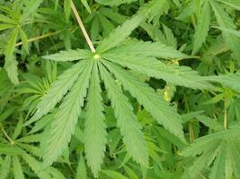 marijuana leaf, cannabis hemp leaf outdoors photo