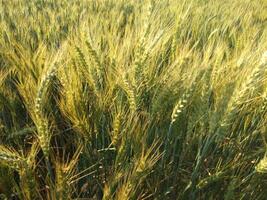 Wheat field, close up shot of wheat farm photo