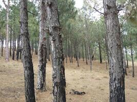 Forest background. Dark forest nature view photo