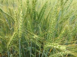 Wheat field, close up shot of wheat farm photo