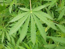 marijuana leaf, cannabis hemp leaf outdoors photo
