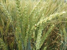 Wheat field, close up shot of wheat farm photo