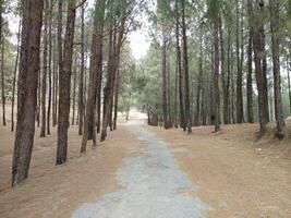 bosque antecedentes. oscuro bosque naturaleza ver foto