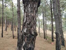 Forest background. Dark forest nature view photo