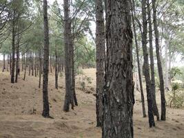 Forest background. Dark forest nature view photo