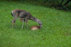 Mother deer grooming her fawns photo