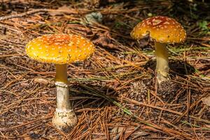 Two large orange cap mushrooms photo