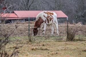 grande vaca con cuernos de cerca foto