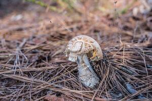 Emerged mushroom in the forest photo