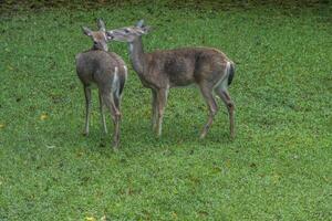 Deer grooming each other photo