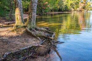 Trees roots exposed photo