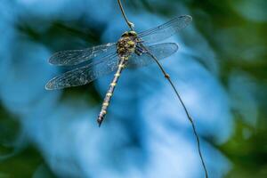Dragonfly on a vine photo