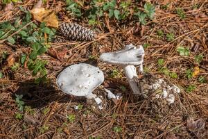 Large white mushrooms emerging photo