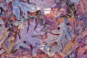 capas de vistoso otoño roble hojas foto