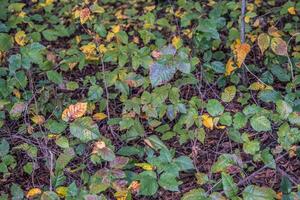 Patch of poison ivy photo