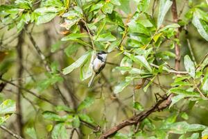 Black-capped chickadee on a branch photo