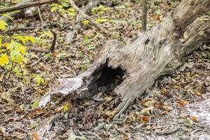 Hollow fallen tree trunk photo