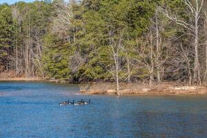 Flock of Canadian geese on the lake photo