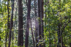 Large spiderweb in the forest photo