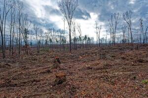 deforestación en un bosque foto