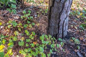 Grill top abandoned in the woods photo